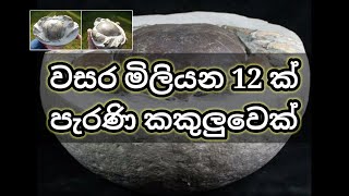 වසර මිලියන 12ක් පැරණි යෝද කකුලුවෙක්