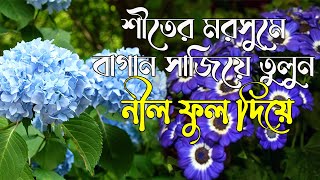 এই মরসুমে বাগান সাজিয়ে তুলুন নীল ফুল দিয়ে | Winter Flower | Blue Flower