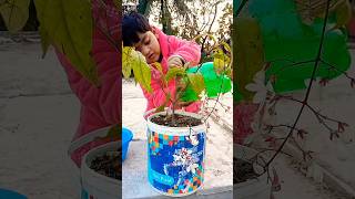 প্রীতি আজ গাছে পানি দিয়ে দিলো 🥰 মাশাআল্লাহ #garden #ছাদবাগান #plants #shorts