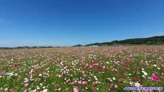 栃木県益子町のコスモス畑