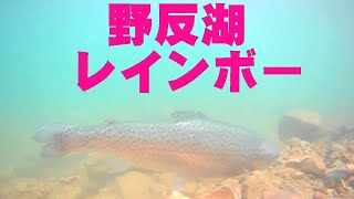 野反湖のレインボートラウト三連発（ハコスチ）ニジマス 釣行日2022/6/16   (YouTube初動画)  Rainbow Rainbow trout/Lake Nozori