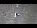 dive dive dive 2 　tufted duck 　キンクロハジロ　伴頭は 内の羽白を しめたがり