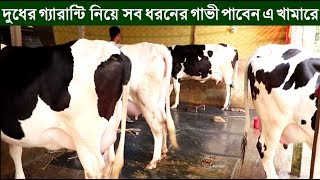 গাভীর দাম / গাভী কিনতে যে বিষয়গুলো লক্ষ্য রাখবেন / গরুর খামার, গরু পালন / Cow farm in Bangladesh