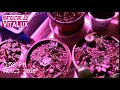 vitalux led植物燈｜植物照明燈｜植物生長燈｜全光譜＆多光譜＆訂製光譜 demo2018 23 new