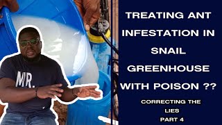 TREATING ANT INFESTATION IN SNAIL GREENHOUSE?? CORRECTING THE LIES PART 4. #snails #agriculture