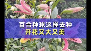 百合种球这样去种，开花又大又美