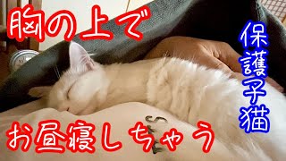 【野良子猫保護】一生懸命遊んだ後にお腹の上に乗ってお昼寝しちゃう子猫が可愛い