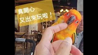 2025 02 04 [棒棒今天去哪裡]今天去桃園 JO'S CORNER CAFE' 田園咖啡 寵物友好餐廳