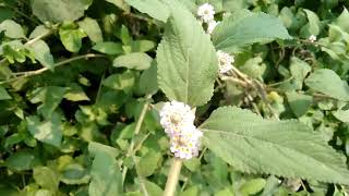 Lippia || লিপিয়া || মটমটিয়া ফুল || ফুলের বাগান ||Flowers garden || Jannat Sumee