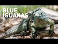 Resurrecting The Majestic Blue Iguana From Extinction