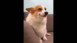 The cutest smile you'll see today! 🐶✨Smiling Corgi Dog Meme