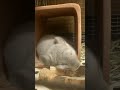 【縦動画】野生を捨てて油断しきったチンチラの寝顔が可愛すぎる！！the chinchilla is off guard