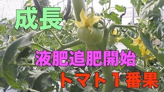 アスパラ圃場とトマトの成長#75