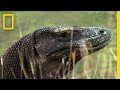 Living Among Ancient Dragons | National Geographic
