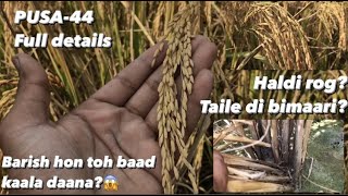 PUSA-44 PADDY FULL DETAILS✅ || GREWAL AGRICULTURE || part-1