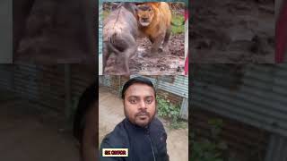 সিংহ এবং গরু #shortvideo #shorts #short