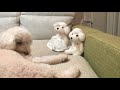 トイプードル まさお に 兄妹 が やってきた ！？ 犬 かわいい 動画