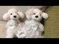 トイプードル まさお に 兄妹 が やってきた ！？ 犬 かわいい 動画