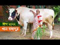 2022 ঈদে সাভারের সবচেয়ে বড় গরু খান বাহাদুর - big cow 2022 || কৃষি ঘর