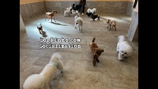 Dog daycare in Japan DogRinho 犬の保育園　20250214