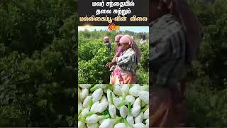 Erode | Sathyamangalam Flower Market | Flower Price Hike | Jasmine flower |  Arabian Jasmine