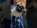 可愛いパグと話し方がバカっぽい主 animals cute dog dogs pug パグ きゅん きゅんです あざとい かわいい お馬鹿