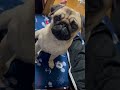 可愛いパグと話し方がバカっぽい主 animals cute dog dogs pug パグ きゅん きゅんです あざとい かわいい お馬鹿