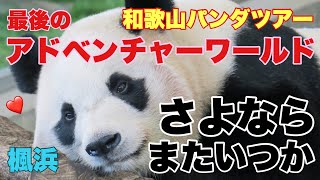 最後のアドベンチャーワールドへGo！！ 楓浜結浜彩浜良浜としばしのさよなら和歌山パンダツアー！！さよなら、またいつか！！ ADVENTURE WORLD PANDA FES 2025 SPECIAL🌈