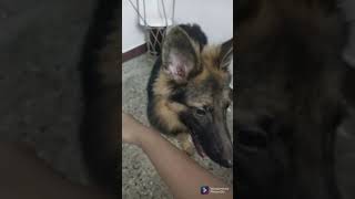 Dog(max) enna kadichutan😭😭 wait for the end 😪 enna da amuki paakra kadasila😂🤣❤😘