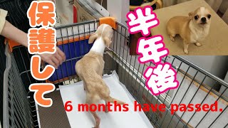 【半年記念動画】保護初日と半年後のスチワワの比較。かなりの変化に驚き。I compared the Day1 with the day six months later.（スムースチワワ、スムチー）