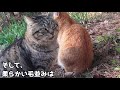 【猫の不思議な話】あの日、ボロボロの猫の兄弟を拾ってから私の人生は大きく変わりました.三匹の子猫が招いた、奇跡としか言いようがない感動の物語…【朗読】