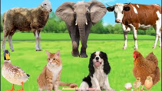 Lovely Pets and Farm Animals: Duck, Cow, Dog, Cat, Chicken, Elephant, Horse – Animal Moments