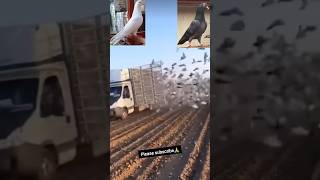 2000 kabutar aajad kr diya #kubutar #kabutar #video #birds #pigeonlover #shorts