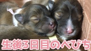 【シェルティ】生後3日目になりました🍼【すくすく育ってる】