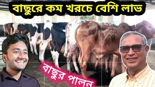 বাছুর পালনে কম খরচে বেশি লাভ ! বাছুরের খামার। বাছুর পালন। Cow farming. যুব কথা - রায়হান দেওয়ান ||