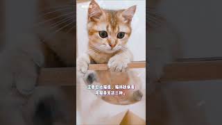 什么是猫咪疫苗？About Cat Vaccine/《豆喵日记》(为什么猫咪需要接种疫苗？/猫咪接种疫苗的最佳时间？/什么是猫三联？/狂犬疫苗)