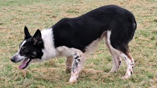 'lot 85 spot-5.2.25 Farmers Marts Dolgellau online sheepdog auction '