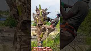 Coconut tree workingSabarinatha tree cutter pattukkottai 8072635013