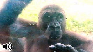 小金剛Ringo超開心狂拍打玻璃Ringo beats the glass window with joy#金剛猩猩 #gorilla