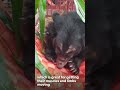 rescued bears have never tasted this before and they love it 😋 animals asia