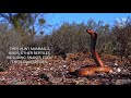 Deadly venomous Cape cobra, the most toxic cobra of Africa, colorful snake, cobra vs. meerkats