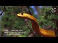 Deadly venomous Cape cobra, the most toxic cobra of Africa, colorful snake, cobra vs. meerkats