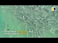 automated salmon farm in china sorts fish by size and frees up hands