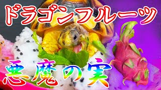 【悪魔の実】リクガメがドラゴンフルーツを食べる！？／Tortoise ASMR 【Dragon fruit】　果たして食べるのか？