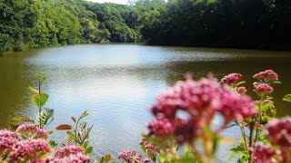 La vallée de la Flora,Saint-Alban(22400)Bretagne,09/08/2015.prt07