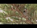 エナガ 巣作り long tailed tit nest h地点 3月下旬 野鳥4k 空屋根films 926