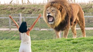 Girl Reunites With Pet Lion After 8 YEARS...