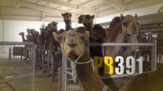 L'incroyable ferme aux 5000 chameaux ! PowerBoost N°391 (26/05/2017)