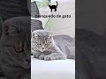 Ideias Inteligentes de utilitários - brinquedo de gato #shorts