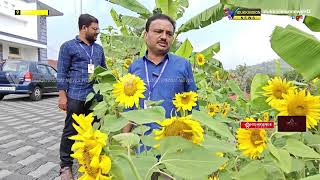 സൂര്യകാന്തി പൂക്കൾക്ക് നടുവിൽ സ്ഥിതി ചെയ്യുന്ന ഒരു വില്ലേജ് ഓഫീസുണ്ട് ഇടുക്കിയിൽ